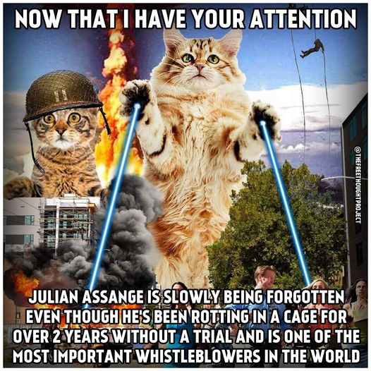 memes:attention-cats.png