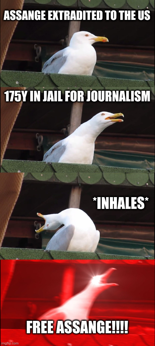 memes:seagullinhales.jpeg
